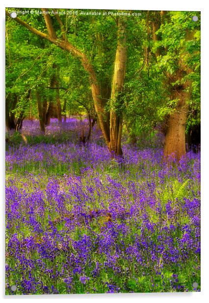 Enchanted Bluebell Wood Acrylic by Martyn Arnold