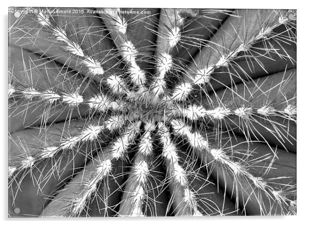 Cactus Symmetry Acrylic by Martyn Arnold