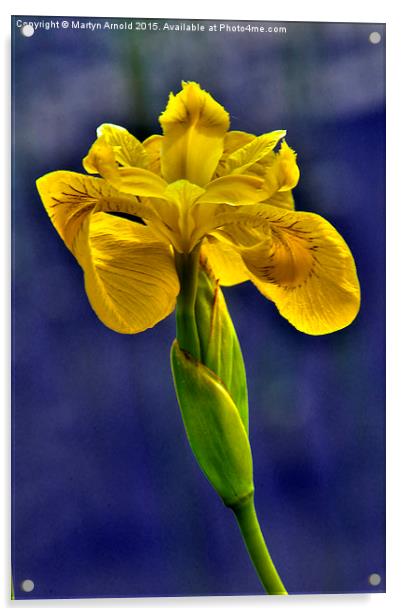  Yellow Iris Flower Acrylic by Martyn Arnold