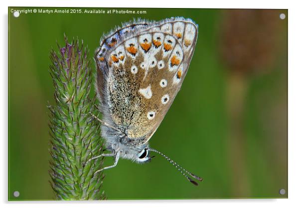  Common Blue Butterfly (Polyommatus icarus) Acrylic by Martyn Arnold