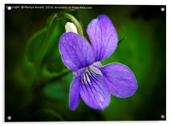 WILD VIOLET (Viola papilionacea) Acrylic by Martyn Arnold