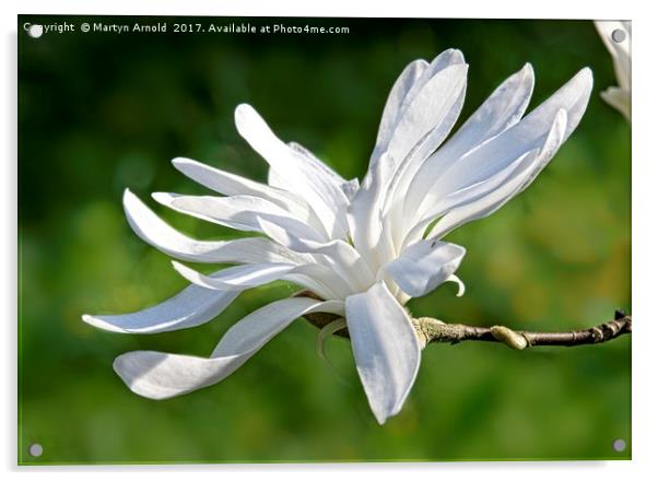 White Magnolia Flower Acrylic by Martyn Arnold