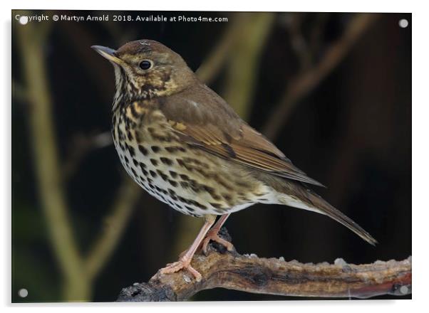 Song Thrush  (Turdus philomelos) Acrylic by Martyn Arnold
