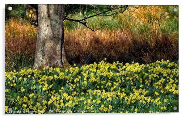 Daffodil Valley, Farndale, Yorkshire Acrylic by Martyn Arnold