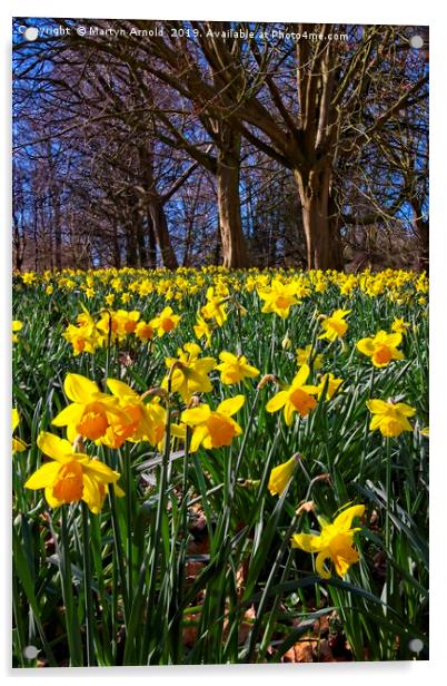 Spring Daffodils (Narcissus) Acrylic by Martyn Arnold
