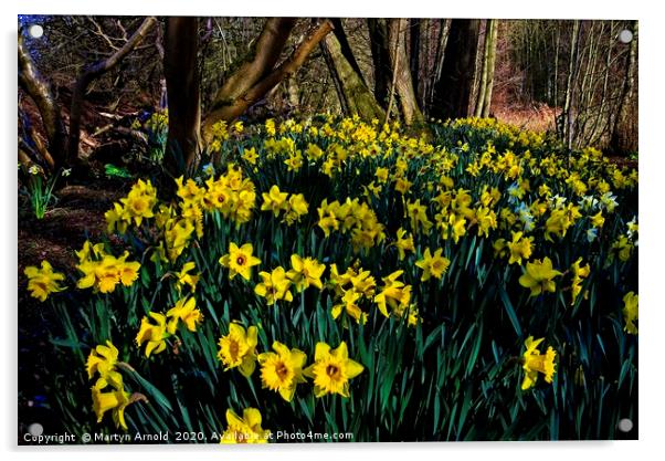Woodland Daffodils Acrylic by Martyn Arnold