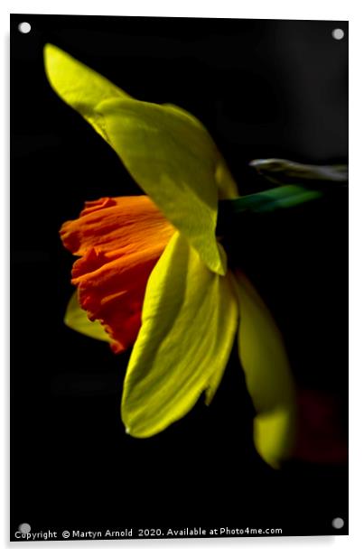 Daffodil (Narcissus) Study Acrylic by Martyn Arnold
