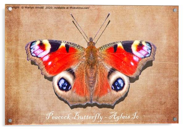 Peacock Butterfly Acrylic by Martyn Arnold