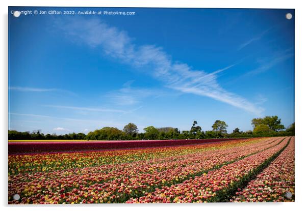 Norfolk Tulips - A Burst of Colour Acrylic by Jon Clifton
