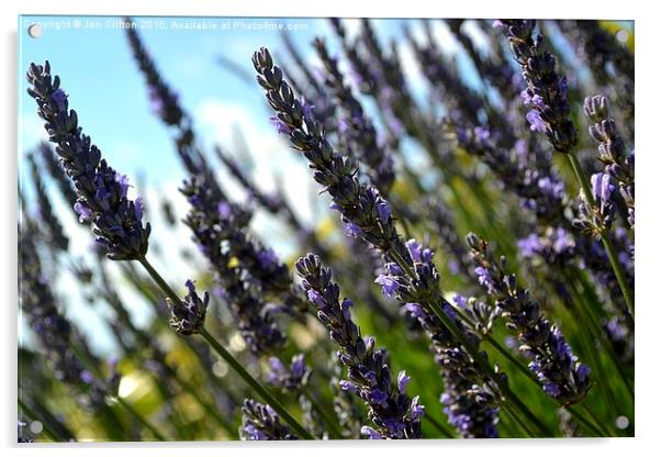  Norfolk Lavender Acrylic by Jon Clifton