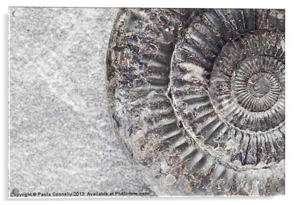 Ammonite Acrylic by Paula Connelly