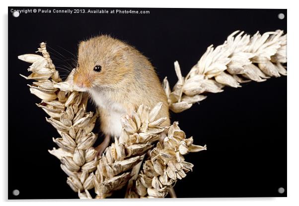 Harvest Mouse Acrylic by Paula Connelly
