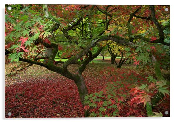 westonbirt arboretum Acrylic by Neil Pickin
