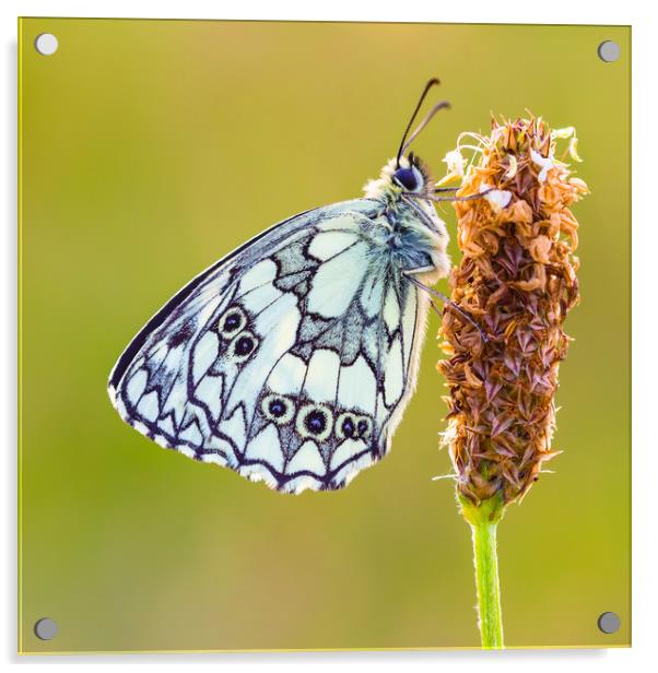 Marbled White Butterfly Acrylic by Lee Thorne