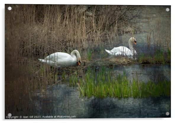 Nesting Swans, Marazion, Cornwall  Acrylic by Jean Gill