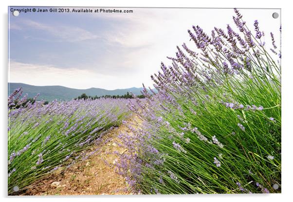 Provence lavender France Acrylic by Jean Gill