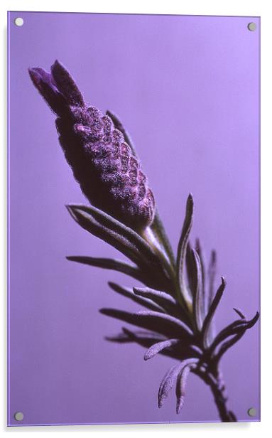 Lavender Stem Acrylic by John Latta