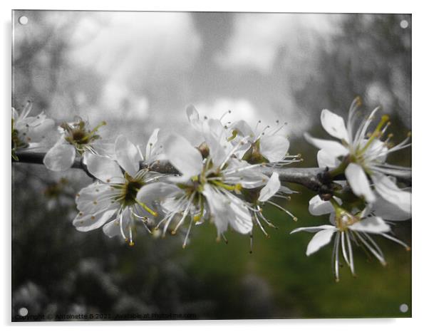 Hawthorn Blossoms  Acrylic by Antoinette B