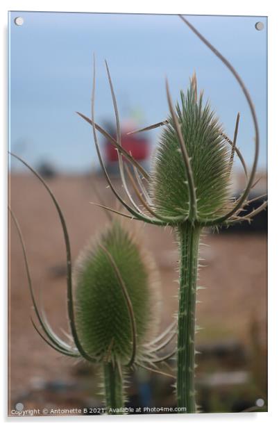 Teasel Acrylic by Antoinette B