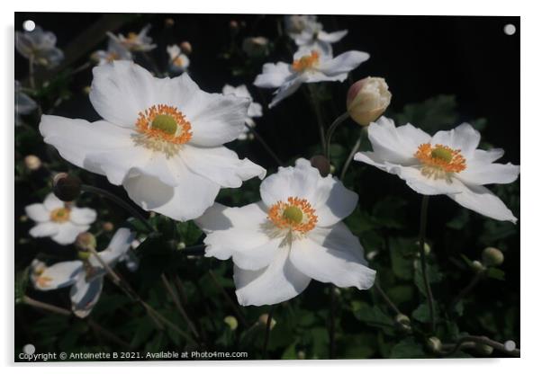 Japanese Anemones Acrylic by Antoinette B