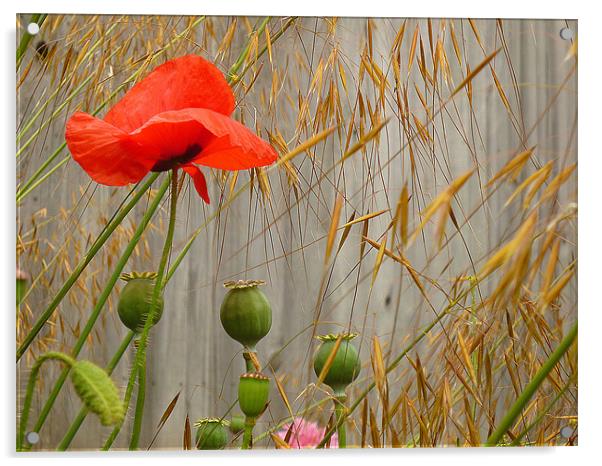 Field Poppy & Golden Oats Acrylic by Antoinette B
