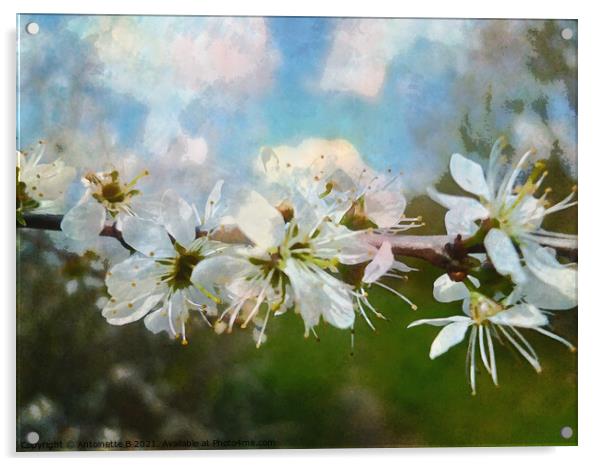  Hawthorn blossoms  Acrylic by Antoinette B