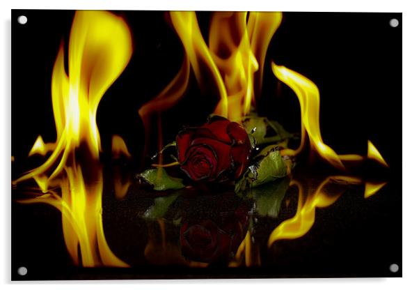 Start Of Burning Love Acrylic by Tony Fishpool