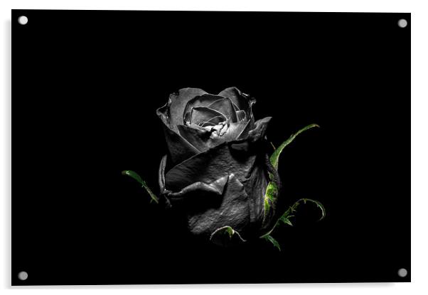 The Dying Rose Acrylic by Tony Fishpool