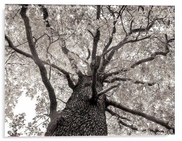 Tree Tops Acrylic by Tony Fishpool