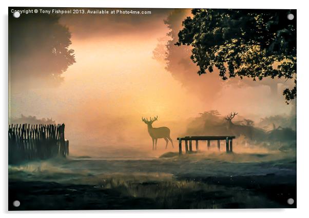 Deers In The Mist Acrylic by Tony Fishpool