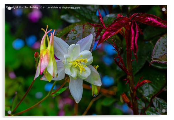 Aquilegia Vulgaris Flower Acrylic by colin chalkley