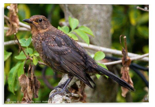 Female Blackbird  - Perched Acrylic by colin chalkley