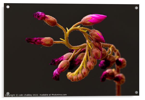 Cape Sundew Flower Buds Acrylic by colin chalkley