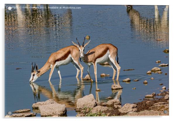 A pair of Springbok keeping cool in the Etosha Nat Acrylic by colin chalkley