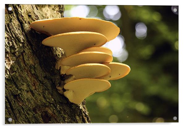 Yellow Tree Fungi Acrylic by colin chalkley