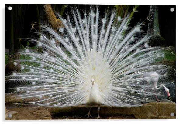 Singapore White Peacock Acrylic by colin chalkley