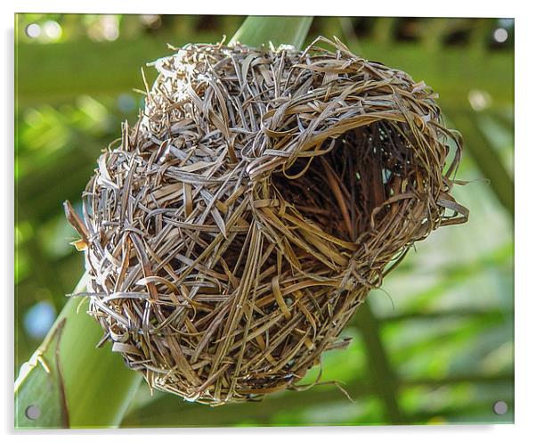 The nest of a weaver bird - Mauritius Acrylic by colin chalkley