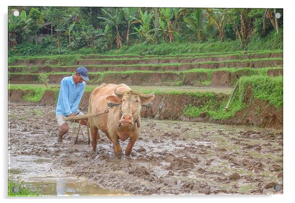 Bali : plowing a rice terrace Acrylic by colin chalkley