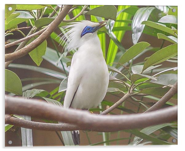 Bali : blue faced bird Acrylic by colin chalkley
