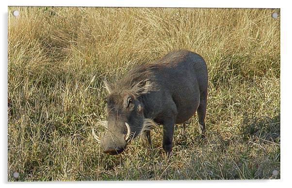Kruger National Park : Warthog Acrylic by colin chalkley