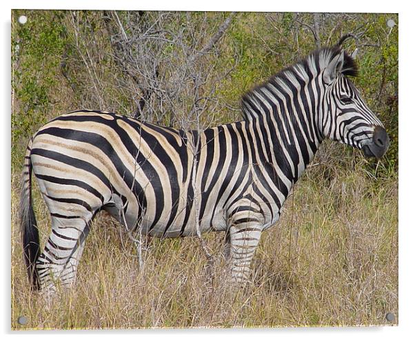 Zebra in Kruger National Park Acrylic by colin chalkley
