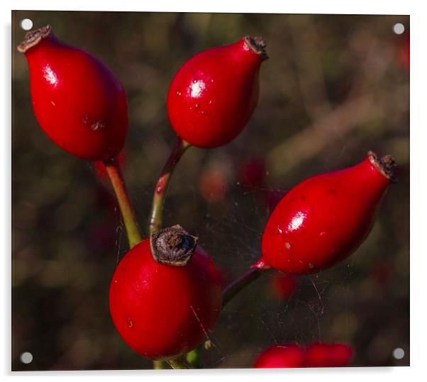 Rose Hips Acrylic by colin chalkley