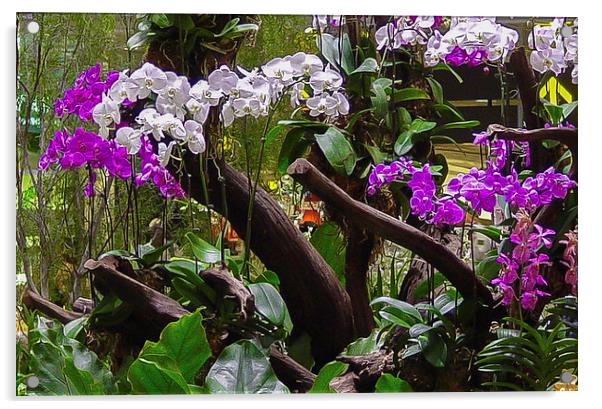 Orchid Display in Changi Airport Acrylic by colin chalkley