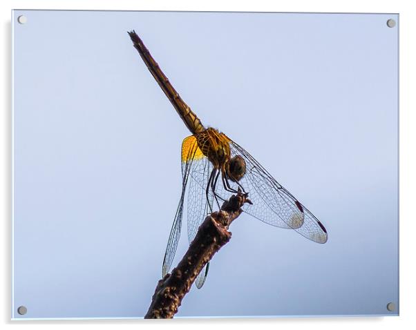 Dragonfly Acrylic by colin chalkley