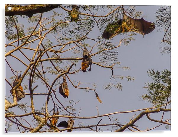 Fruit Bats Acrylic by colin chalkley