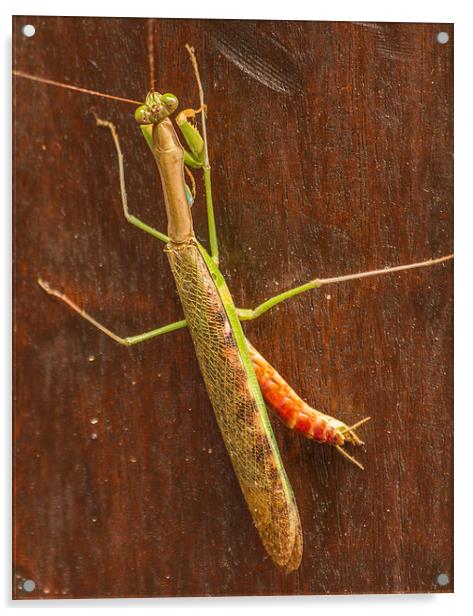 South African Praying Mantis Acrylic by colin chalkley