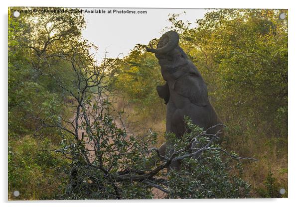 Mad Elephant!!! Acrylic by colin chalkley