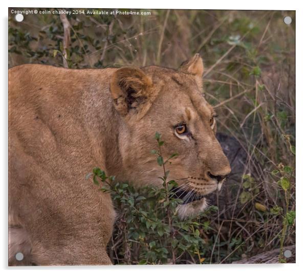 Lioness in Kwa Madwala Reserve Acrylic by colin chalkley