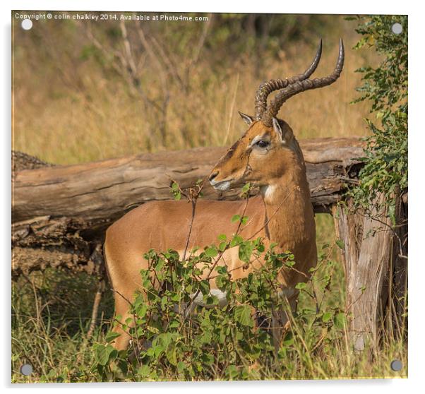 Male Impala in Kruger National Park Acrylic by colin chalkley