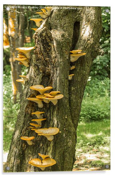 Yellow Tree Fungi Acrylic by colin chalkley